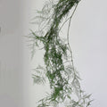 Dark Green Preserved Asparagus setaceus