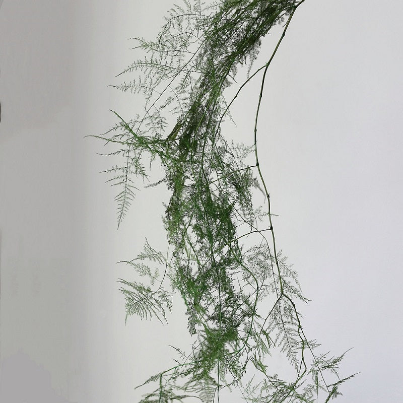 Dark Green Preserved Asparagus setaceus