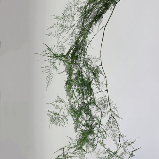 Dark Green Preserved Asparagus setaceus