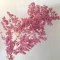 dark pink asparagus fern