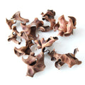 Dried Acacia Seed