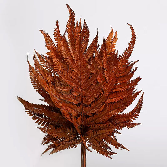dried bracken ferns burnt orange