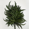 preserved Bracken Ferns dark green
