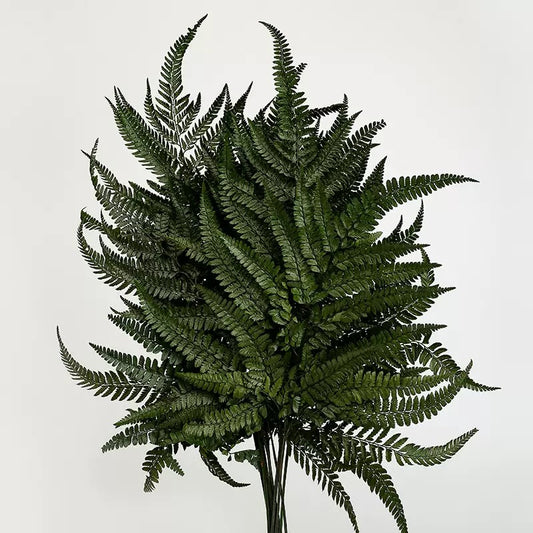 preserved Bracken Ferns dark green