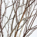 natural brown dried birch twigs