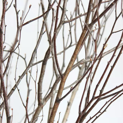 natural brown dried birch twigs
