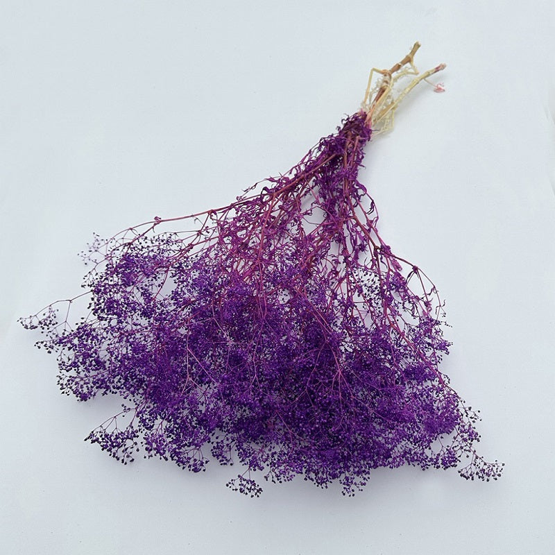 Dried Broom Bloom Dark Purple