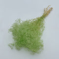 Dried Broom Bloom Green