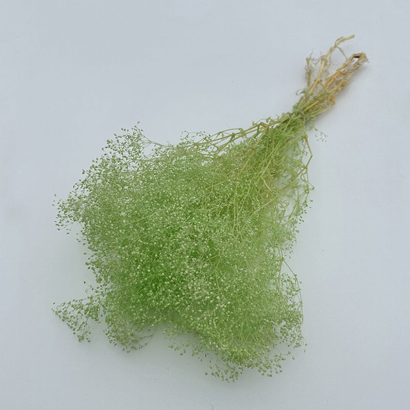 Dried Broom Bloom Green