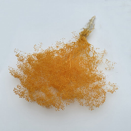 Dried Broom Bloom Orange