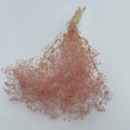 Dried Broom Bloom Pink