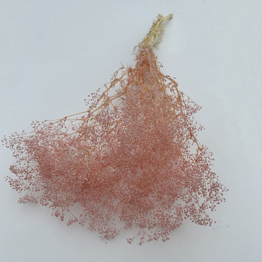 Dried Broom Bloom Pink