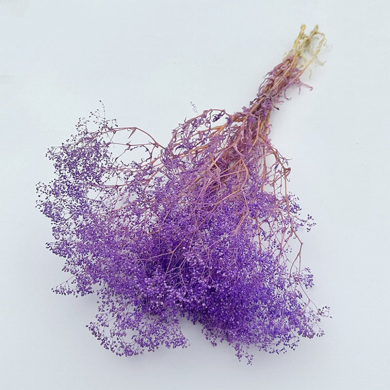 Dried Broom Bloom Purple