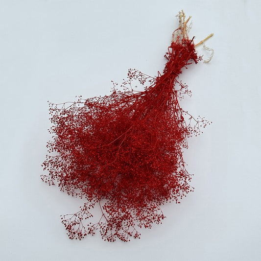 Dried Broom Bloom Red