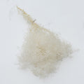 Dried Broom Bloom White
