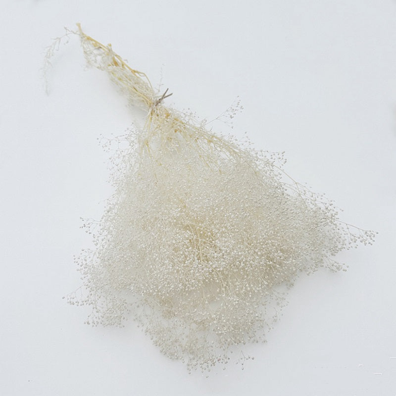 Dried Broom Bloom White