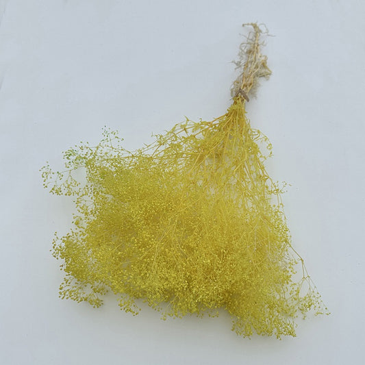 Dried Broom Bloom Yellow
