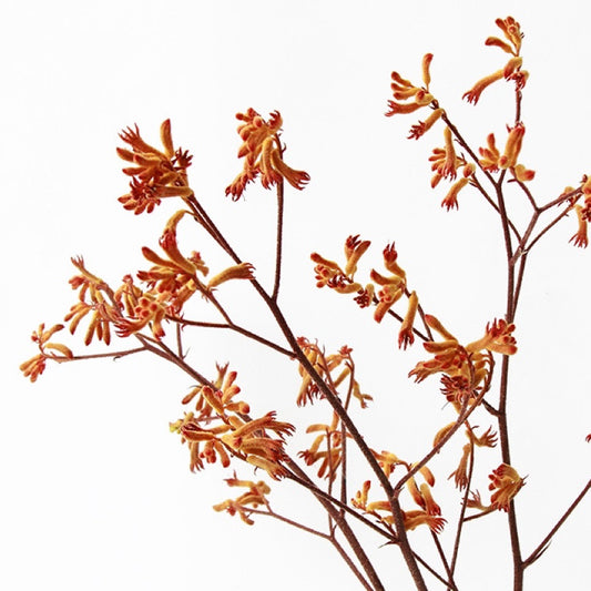 Dried Flower Kangaroo Paw Anigozanthos Orange