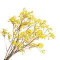 Dried Flower Kangaroo Paw Anigozanthos Yellow
