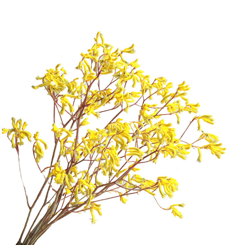 Dried Flower Kangaroo Paw Anigozanthos Yellow