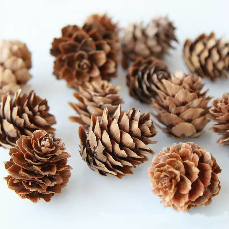 Dried fruit mini pine cones natural brown