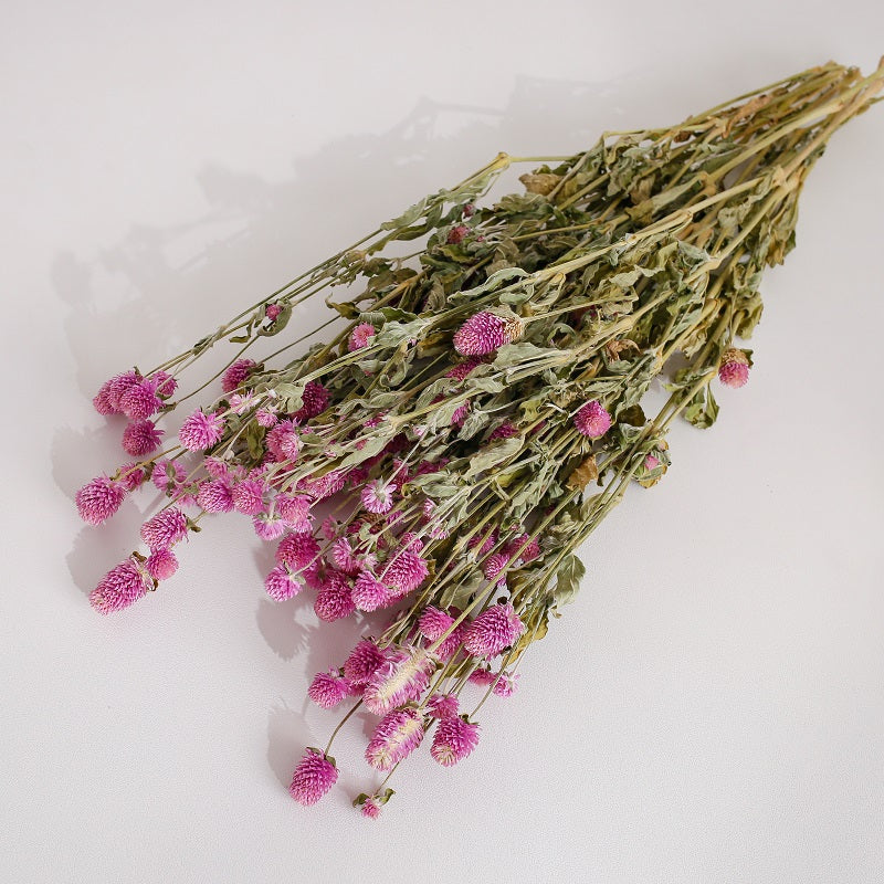 Dried Gomphrena Flower Natural Pink