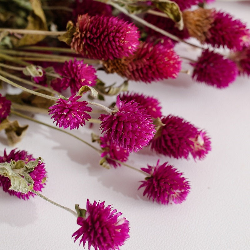 Dried Gomphrena Flower Natural Purple