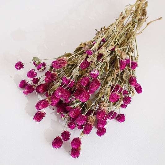 Dried Gomphrena Flower Natural Purple