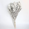 Dried Dusty Miller