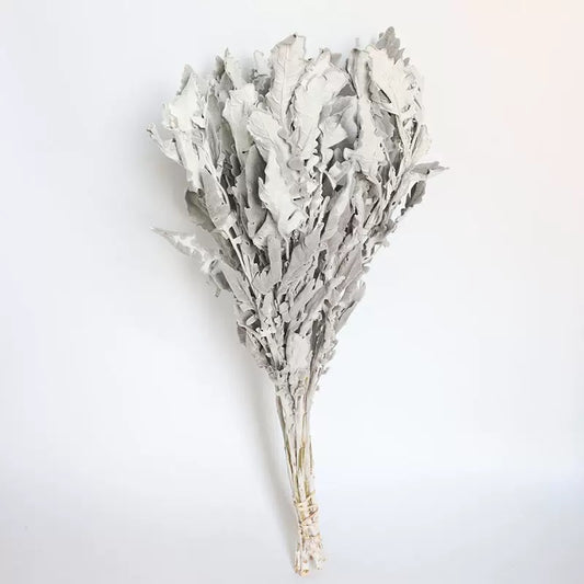 Dried Dusty Miller