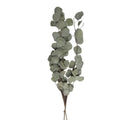 dried natural green Eucalyptus Cinerea