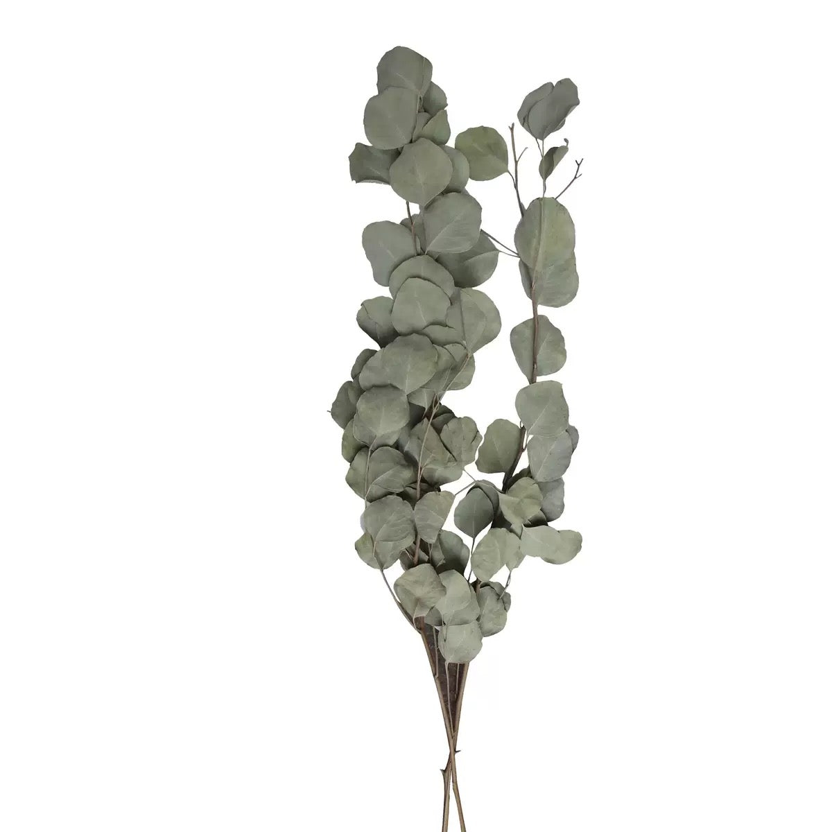 dried natural green Eucalyptus Cinerea