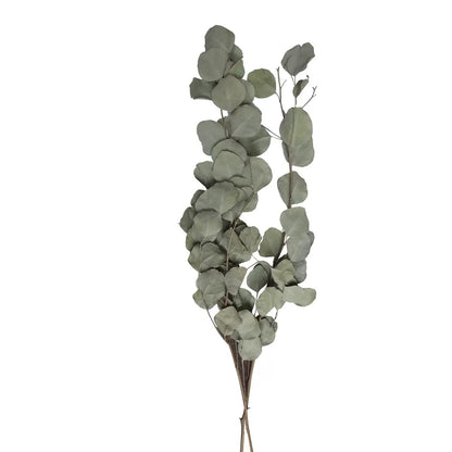 dried natural green Eucalyptus Cinerea