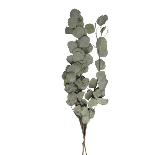 dried natural green Eucalyptus Cinerea