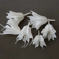 dried Nigella Orientalis white