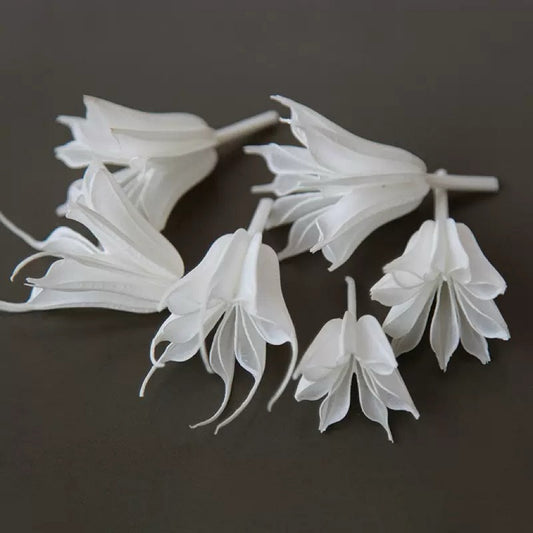 dried Nigella Orientalis white