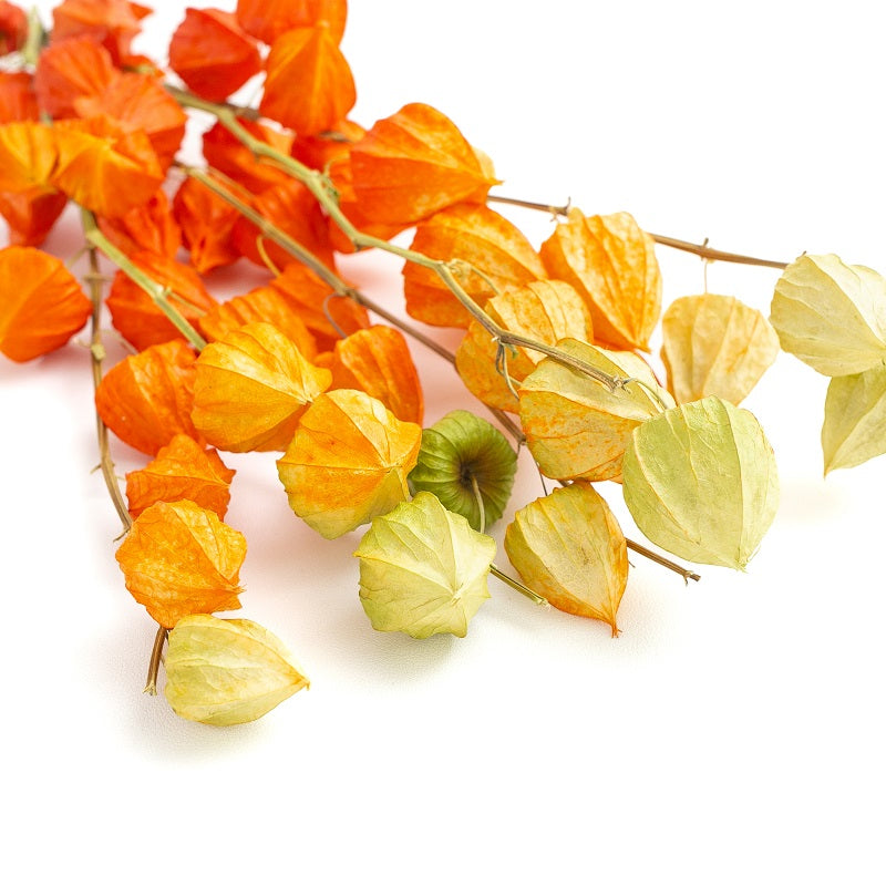 Dried Physalis (Dried Chinese Lanterns)
