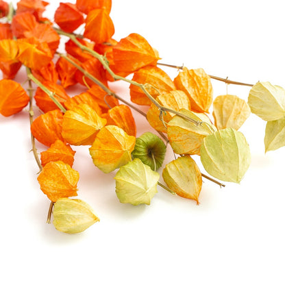 Dried Physalis (Dried Chinese Lanterns)