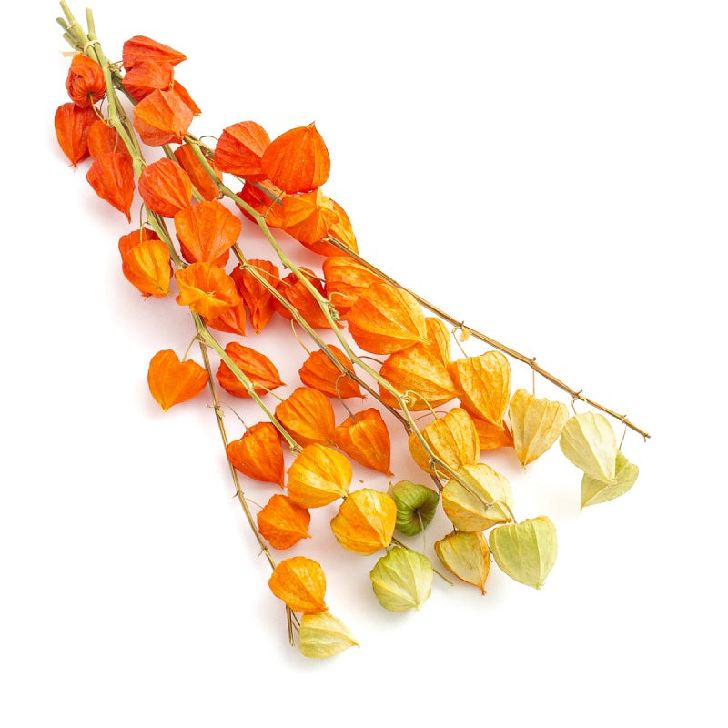 Dried Physalis (Dried Chinese Lanterns)