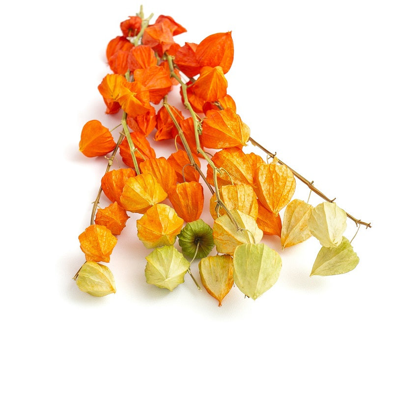 Dried Physalis (Dried Chinese Lanterns)