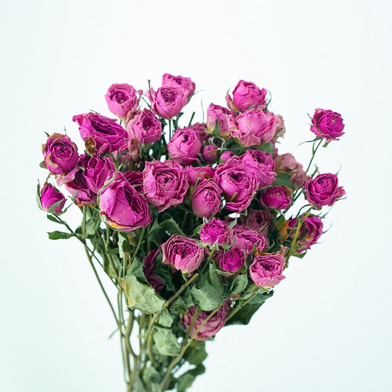 Dried pink roses