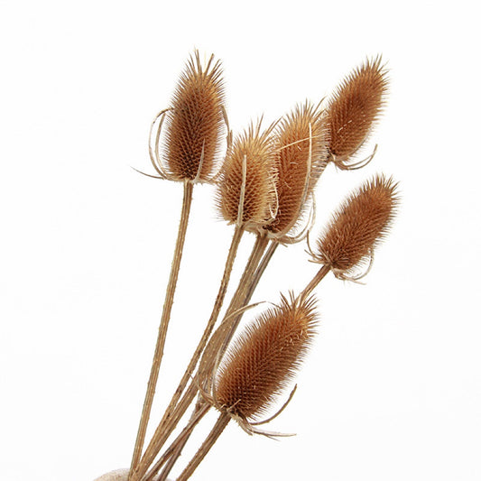 Dried Sea Holly