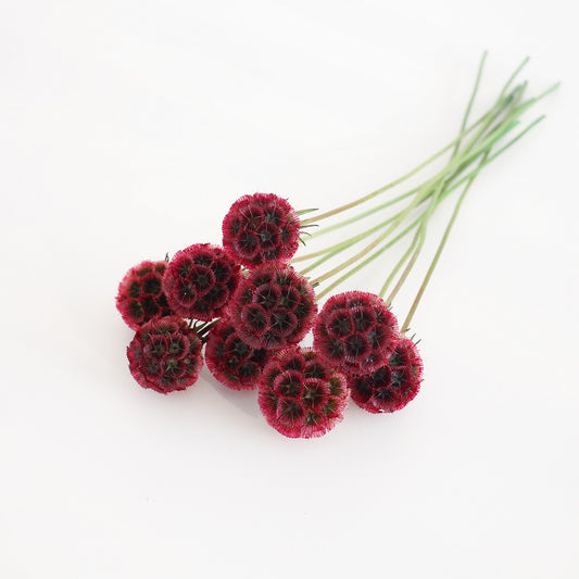 Preserved Drumstick Scabiosa Begonia Red