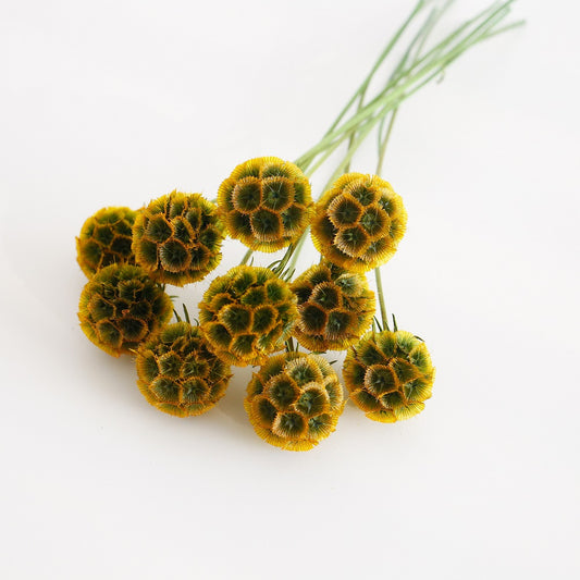 Preserved Drumstick Scabiosa Golden Green