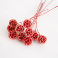 Preserved Drumstick Scabiosa Red