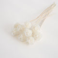Preserved Drumstick Scabiosa White