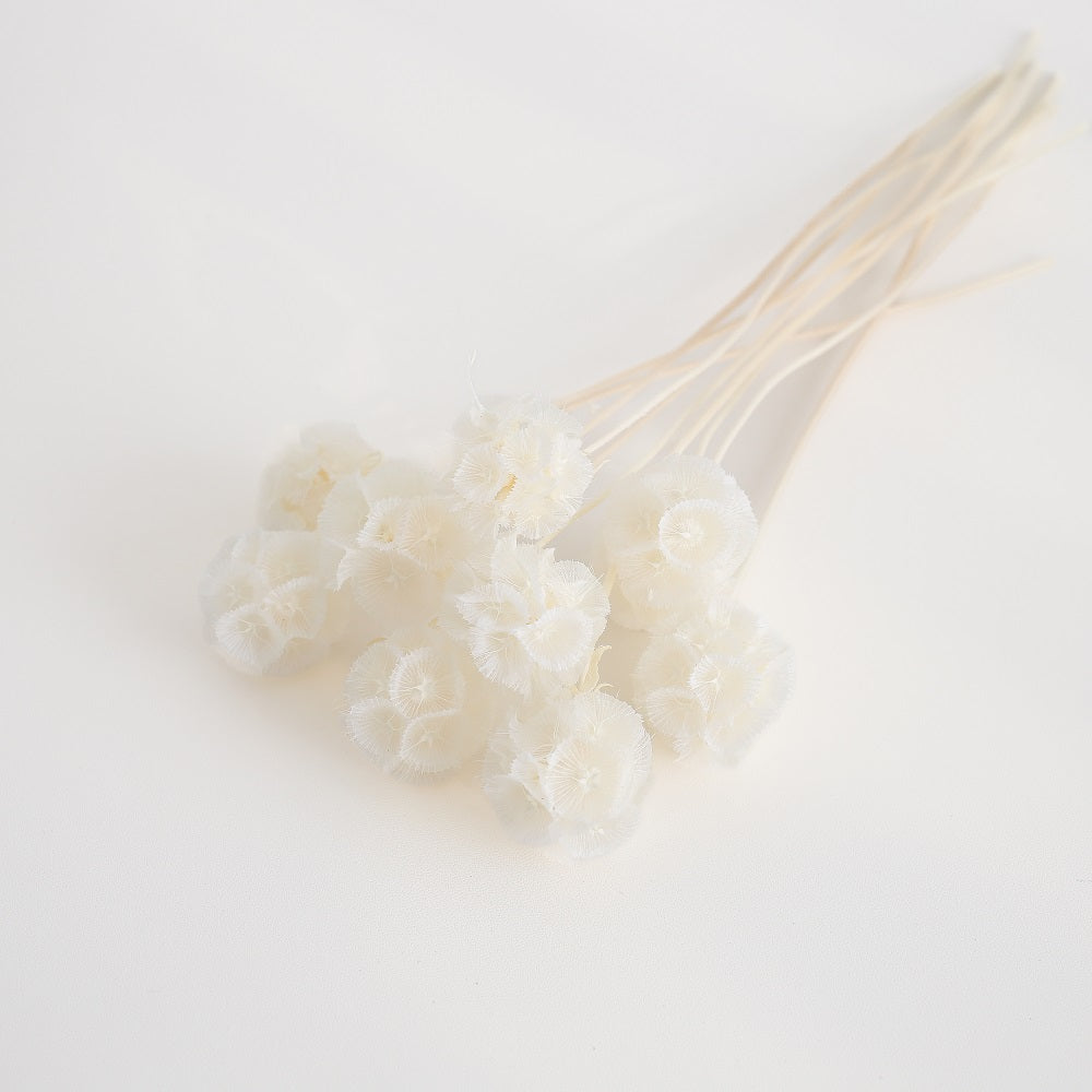 Preserved Drumstick Scabiosa White