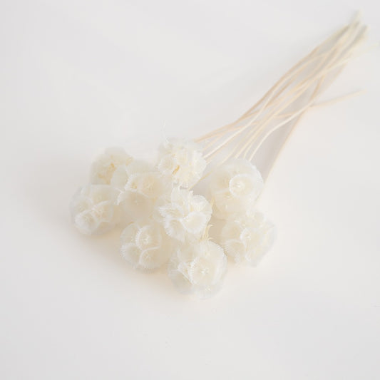 Preserved Drumstick Scabiosa White