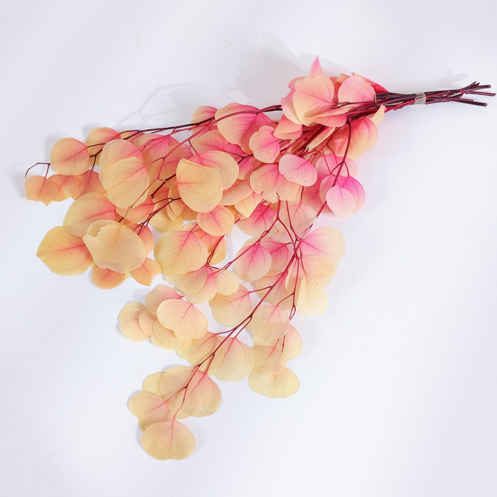 Eucalyptus cinerea 2