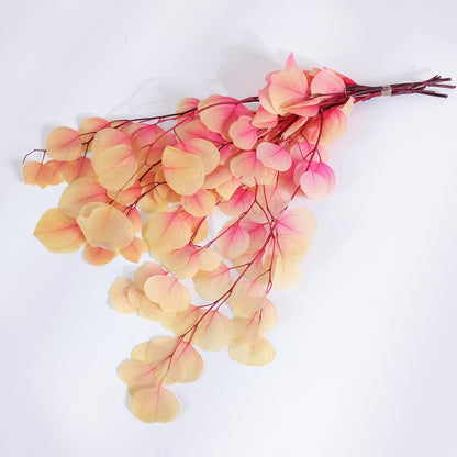 Eucalyptus cinerea 2